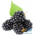 Табак для кальяна High Flex Wild Berry (Хай Флекс Дикая Ягода) 30г Акцизный