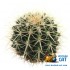Заказать кальянный табак Spectrum Hard Agava Cactus (Спектрум Хард Кактус) 100г онлайн с доставкой всей России