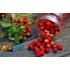 Заказать кальянный табак Spectrum Classic Smallberry (Спектрум Земляника) 100г онлайн с доставкой всей России